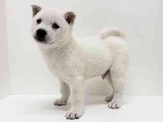 大阪府の紀州犬 (ひごペットフレンドリーくずはモール店/2025年9月5日生まれ/男の子/白)の子犬の3枚目の画像