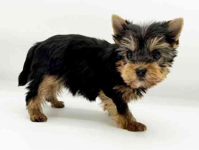 兵庫県のヨークシャーテリア (ひごペットフレンドリーコロワ甲子園店/2025年9月6日生まれ/女の子/スチールブルータン)の子犬の3枚目の画像