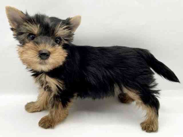 奈良県のヨークシャーテリア (ひごペットフレンドリートナリエ大和高田店/2025年9月6日生まれ/男の子/スチールブルータン)の子犬の3枚目の画像