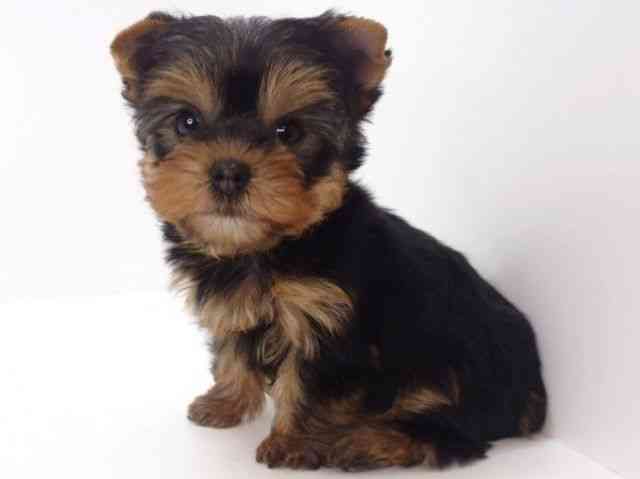 大阪府のヨークシャーテリア (ひごペットフレンドリーいこらもーる泉佐野店/2025年9月7日生まれ/女の子/スチールブルータン)の子犬の3枚目の画像