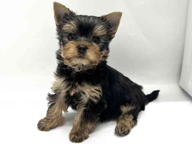 京都府のヨークシャーテリア (ひごペットフレンドリー京都店/2025年9月7日生まれ/男の子/スチールブルータン)の子犬の3枚目の画像