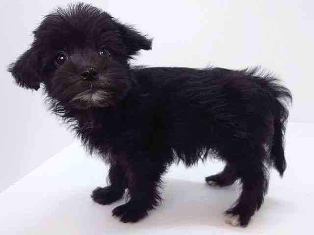 大阪府のマルキー/マルヨーキー(マルチーズ×ヨークシャーテリア) (ひごペットフレンドリーいこらもーる泉佐野店/2025年9月2日生まれ/男の子/ブラックホワイト)の子犬の3枚目の画像