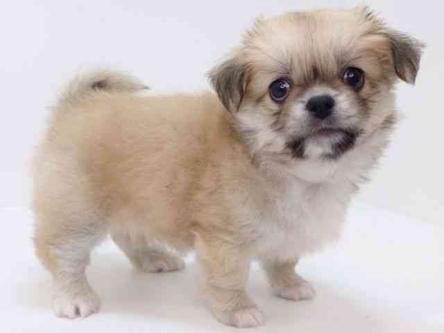 大阪府のハーフ犬・ミックス犬 (ひごペットフレンドリーいこらもーる泉佐野店/2025年9月7日生まれ/男の子/フォーン)の子犬の3枚目の画像