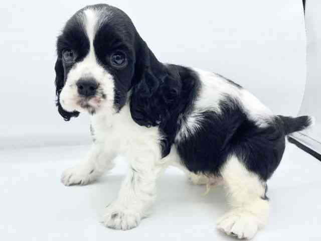 大阪府のアメリカンコッカースパニエル (ひごペットフレンドリーららぽーとEXPOCITY店/2025年9月6日生まれ/男の子/ホワイトブラック)の子犬の3枚目の画像