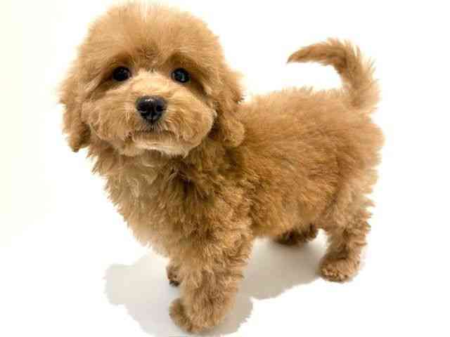 大阪府のハーフ犬・ミックス犬 (ひごペットフレンドリーイオン高槻店/2025年9月8日生まれ/男の子/レッド)の子犬の3枚目の画像