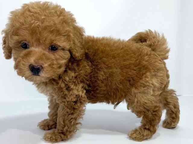 大阪府のハーフ犬・ミックス犬 (ひごペットフレンドリーイオンそよら海老江店/2025年9月8日生まれ/男の子/レッド)の子犬の3枚目の画像