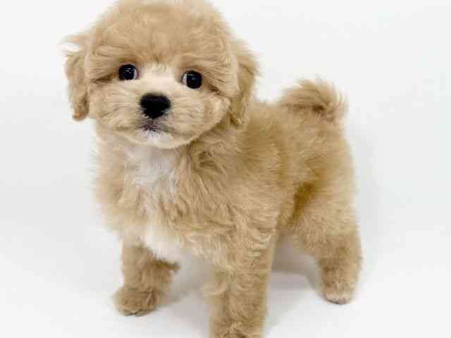 京都府のハーフ犬・ミックス犬 (ひごペットフレンドリーイズミヤショッピングセンター八幡店/2025年9月8日生まれ/男の子/アプリコット)の子犬の3枚目の画像