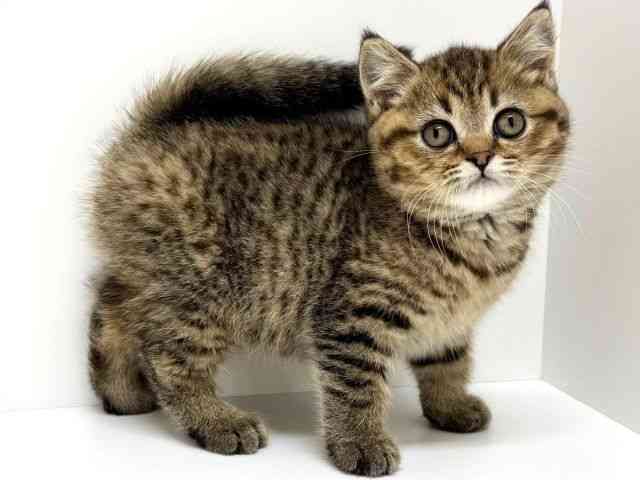 大阪府のブリティッシュショートヘアー (ひごペットフレンドリーくずはモール店/2025年9月8日生まれ/女の子/ブラウンマッカレルタビー)の子猫の3枚目の画像