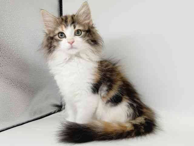 大阪府のノルウェージャンフォレストキャット (ひごペットフレンドリー瓜破店/2025年8月29日生まれ/女の子/ブラウンパッチドタビーホワイト)の子猫の3枚目の画像