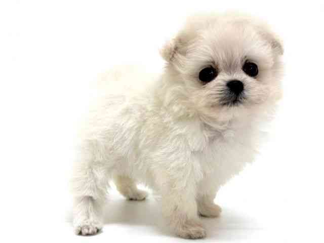 大阪府のポメプー(ポメラニアン×プードル) (ひごペットフレンドリーくずはモール店/2025年9月7日生まれ/女の子/クリーム)の子犬の3枚目の画像