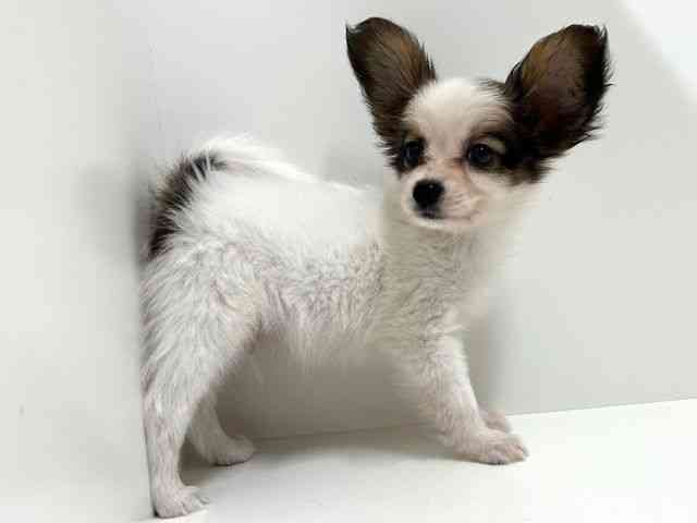 奈良県のパピヨン (ひごペットフレンドリーイオンモール橿原ウエスト・ビレッジ店/2025年9月5日生まれ/男の子/レッドホワイト)の子犬の3枚目の画像