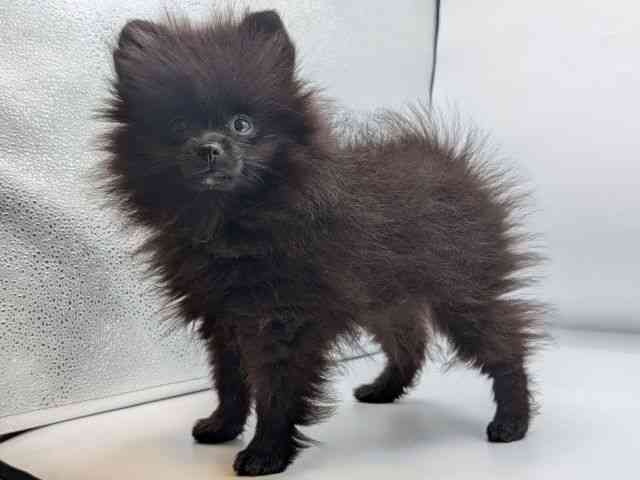 香川県のポメラニアン (ひごペットフレンドリーゆめタウン高松店/2025年8月30日生まれ/男の子/ブラック)の子犬の3枚目の画像