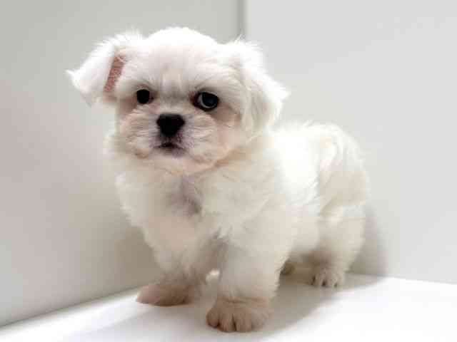 愛知県のペキマル/マルペキ(ペキニーズ×マルチーズ) (ひごペットフレンドリーららぽーと名古屋みなとアクルス店/2025年8月15日生まれ/男の子/ホワイト)の子犬の3枚目の画像