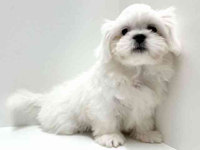 愛知県のペキマル/マルペキ(ペキニーズ×マルチーズ) (ひごペットフレンドリーららぽーと名古屋みなとアクルス店/2025年8月15日生まれ/男の子/ホワイト)の子犬の3枚目の画像