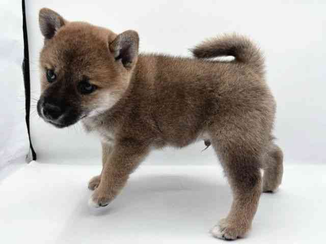 島根県の柴犬(標準サイズ) (ひごペットフレンドリーイオン松江ショッピングセンター店/2025年9月7日生まれ/男の子/赤)の子犬の3枚目の画像