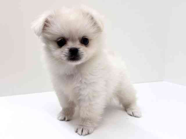 兵庫県のペキポメ/ポメペキ(ペキニーズ×ポメラニアン) (ひごペットフレンドリーブルメールHAT神戸店/2025年9月5日生まれ/女の子/ホワイト)の子犬の3枚目の画像