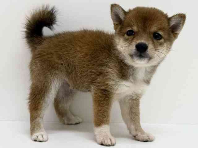 大阪府の柴犬(標準サイズ) (ひごペットフレンドリーくずはモール店/2025年9月6日生まれ/男の子/赤)の子犬の3枚目の画像