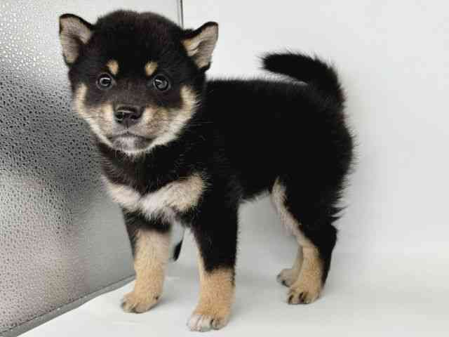 大阪府の柴犬(標準サイズ) (ひごペットフレンドリー瓜破店/2025年9月8日生まれ/男の子/黒)の子犬の3枚目の画像