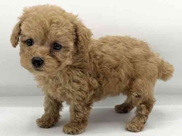 大阪府のトイプードル(トイ) (ひごペットフレンドリーららぽーとEXPOCITY店/2025年9月8日生まれ/女の子/アプリコット)の子犬の3枚目の画像