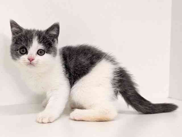 福岡県のブリティッシュショートヘアー (ひごペットフレンドリーリバーウォーク北九州店/2025年9月7日生まれ/女の子/ブルーホワイト)の子猫の3枚目の画像