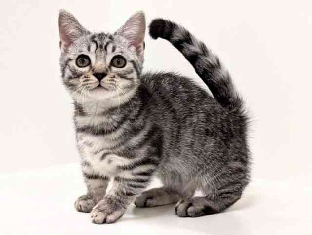 福岡県のマンチカン (ひごペットフレンドリーリバーウォーク北九州店/2025年9月4日生まれ/男の子/シルバータビー)の子猫の3枚目の画像