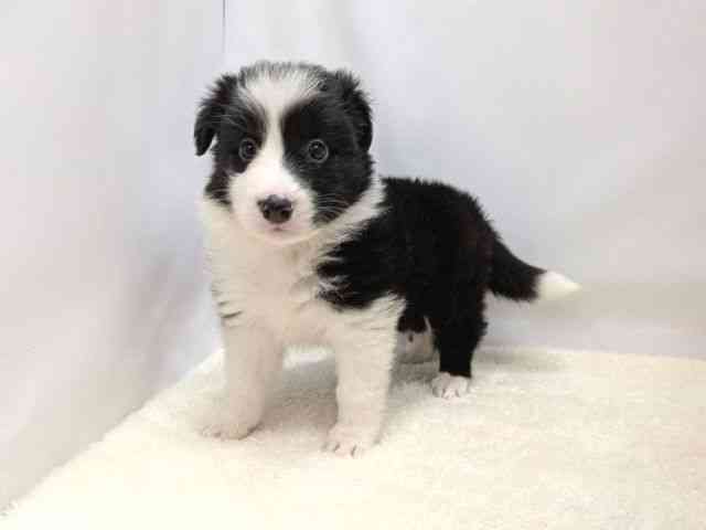 広島県のボーダーコリー (ひごペットフレンドリーゆめタウン廿日市店/2025年9月7日生まれ/女の子/ブラックホワイト)の子犬の3枚目の画像