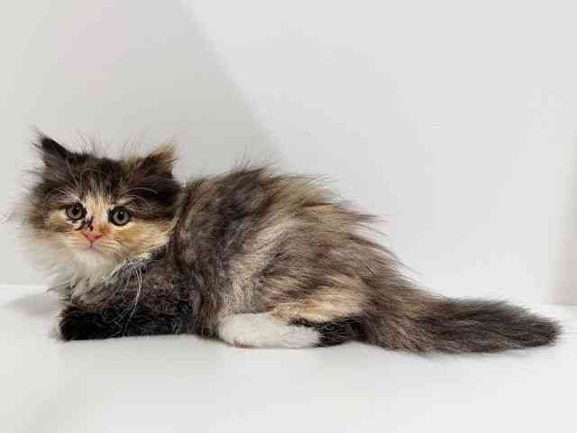 奈良県のサイベリアン (ひごペットフレンドリーイオンモール橿原ウエスト・ビレッジ店/2025年9月8日生まれ/女の子/ブラウンタビーホワイト)の子猫の3枚目の画像