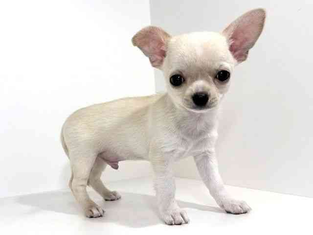 兵庫県のチワワ(スムース) (ひごペットフレンドリーイトーヨーカドー明石店/2025年9月6日生まれ/男の子/クリームホワイト)の子犬の3枚目の画像