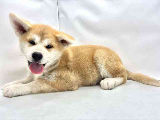 兵庫県の秋田犬 (ひごペットフレンドリークラウンパーク伊丹店/2025年8月25日生まれ/女の子/赤)の子犬の3枚目の画像