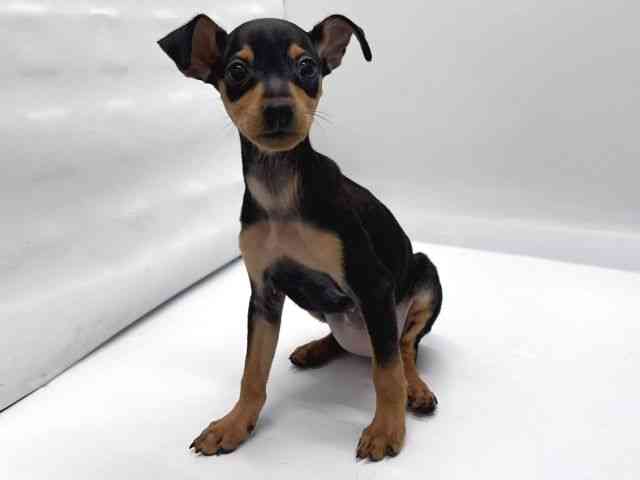 京都府のミニチュアピンシャー (ひごペットフレンドリー京都店/2025年9月6日生まれ/女の子/ブラックタン)の子犬の3枚目の画像