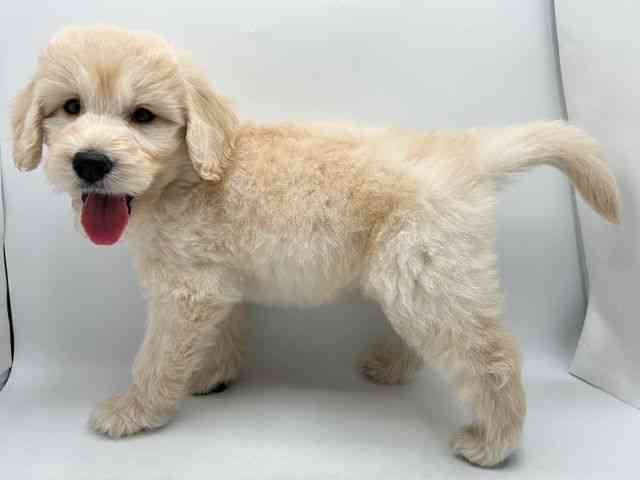 奈良県のゴールデンドゥードゥル(ゴールデン×プードル) (ひごペットフレンドリー田原本店/2025年9月7日生まれ/男の子/クリーム)の子犬の3枚目の画像