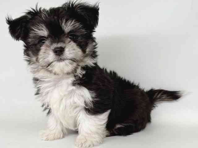 大阪府のチワマル/マルチワ(チワワ×マルチーズ) (ひごペットフレンドリー瓜破店/2025年9月8日生まれ/男の子/パーティーカラー)の子犬の3枚目の画像