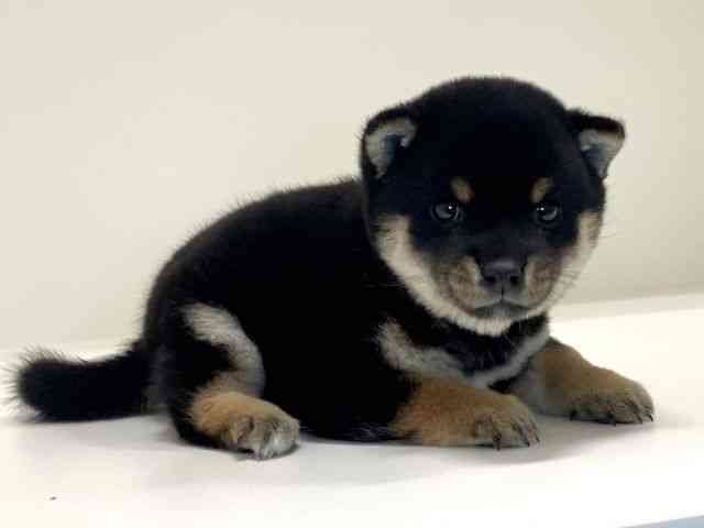 兵庫県の柴犬(標準サイズ) (ひごペットフレンドリーイトーヨーカドー明石店/2025年9月7日生まれ/女の子/黒)の子犬の3枚目の画像