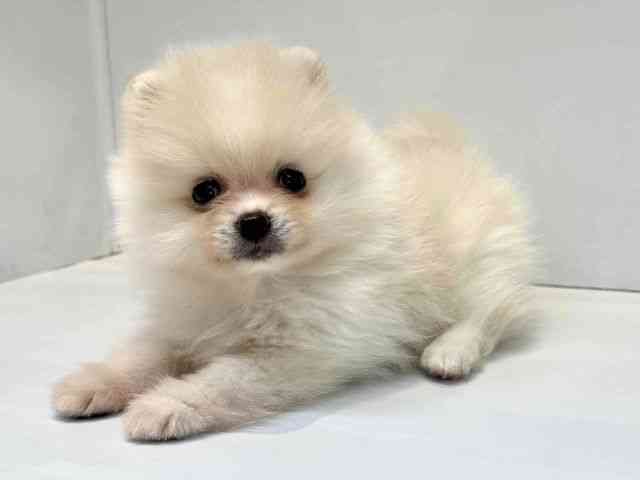 大阪府のポメラニアン (ひごペットフレンドリーセブンパーク天美店/2025年9月6日生まれ/男の子/クリーム)の子犬の3枚目の画像