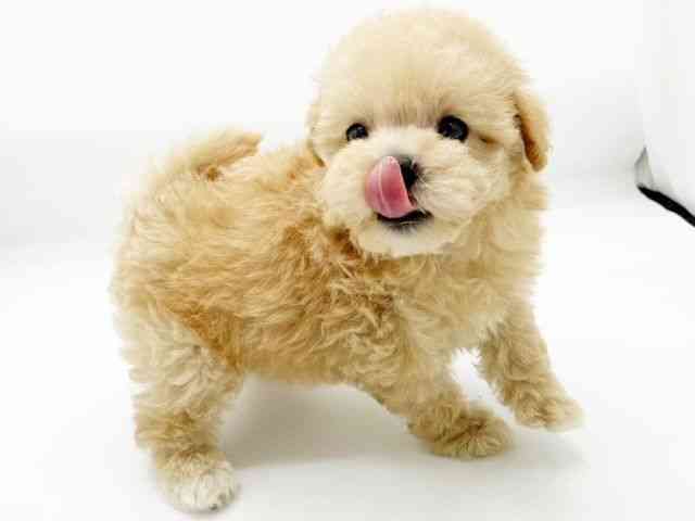 兵庫県のマルプー(マルチーズ×プードル) (ひごペットフレンドリーコロワ甲子園店/2025年9月7日生まれ/女の子/アプリコット)の子犬の3枚目の画像