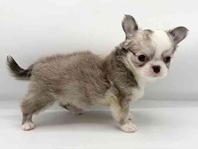 大阪府のチワワ(ロング) (ひごペットフレンドリーららぽーとEXPOCITY店/2025年9月8日生まれ/女の子/セーブルホワイト)の子犬の3枚目の画像