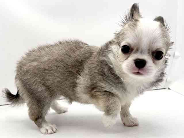 兵庫県のチワワ(ロング) (ひごペットフレンドリークラウンパーク伊丹店/2025年9月8日生まれ/女の子/セーブルホワイト)の子犬の3枚目の画像