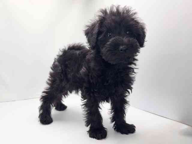 京都府のシュナプー(シュナウザー×プードル) (ひごペットフレンドリー洛北阪急スクエア店/2025年9月5日生まれ/男の子/ブラック)の子犬の3枚目の画像