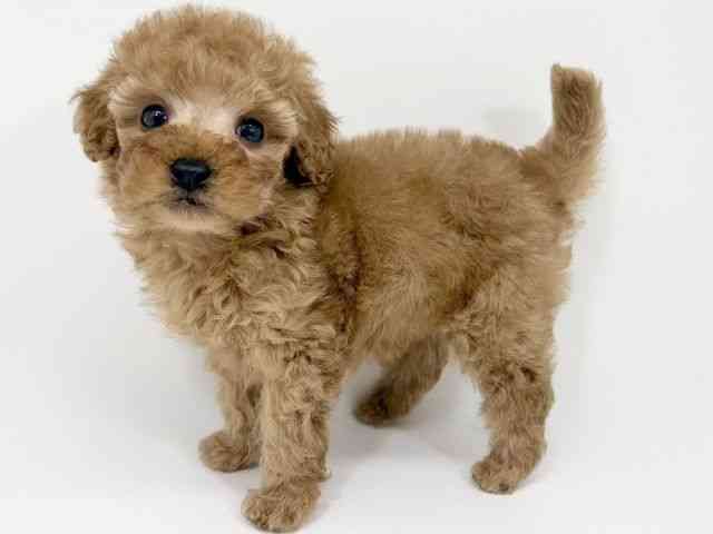 大阪府のトイプードル(トイ) (ひごペットフレンドリーくずはモール店/2025年9月6日生まれ/男の子/アプリコット)の子犬の3枚目の画像