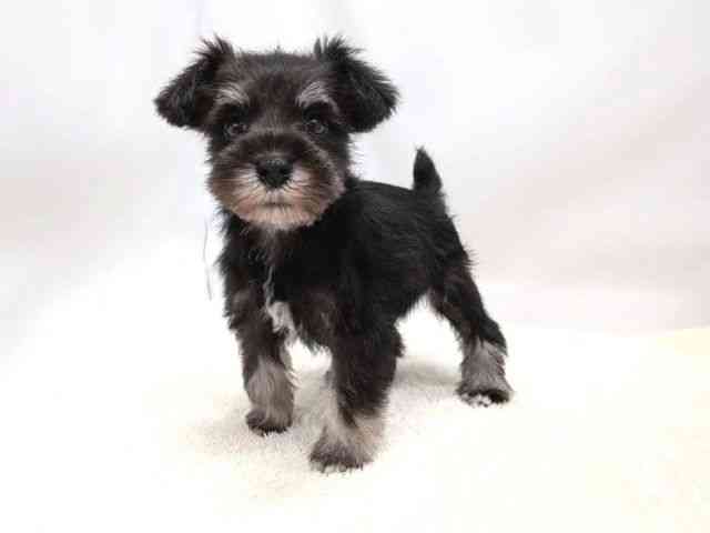 広島県のミニチュアシュナウザー (ひごペットフレンドリーゆめタウン廿日市店/2025年9月7日生まれ/男の子/ブラックシルバー)の子犬の3枚目の画像