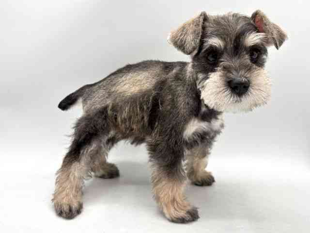 奈良県のミニチュアシュナウザー (ひごペットフレンドリー田原本店/2025年9月9日生まれ/女の子/ソルトペッパー)の子犬の3枚目の画像