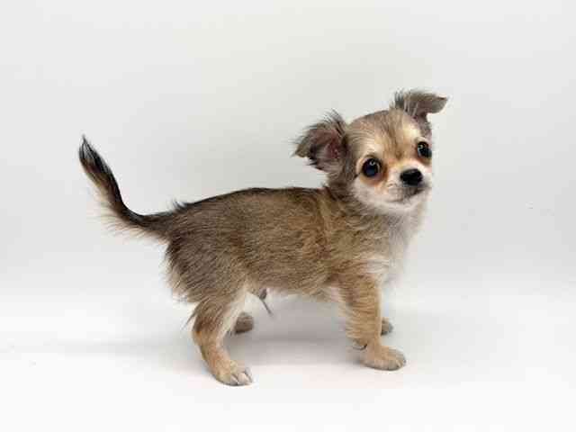 大阪府のチワワ(ロング) (ひごペットフレンドリーみのおキューズモール店/2025年9月6日生まれ/男の子/フォーン)の子犬の3枚目の画像