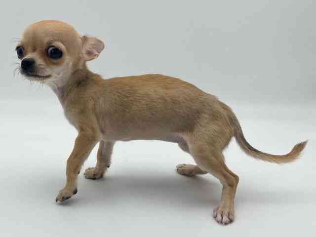 島根県のチワワ(スムース) (ひごペットフレンドリーイオンモール出雲店/2025年9月6日生まれ/女の子/レッド)の子犬の3枚目の画像