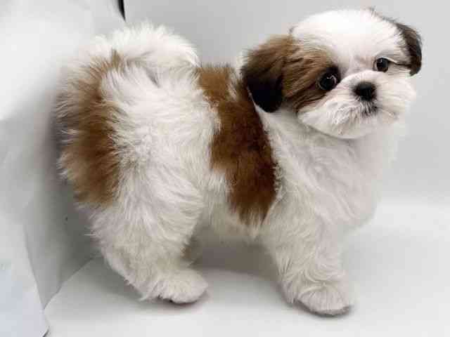 大阪府のシーズー (ひごペットフレンドリーみのおキューズモール店/2025年9月8日生まれ/女の子/ホワイトゴールド)の子犬の3枚目の画像