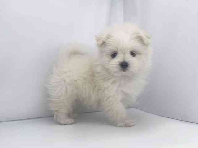 兵庫県のポメマル/マルポメ(ポメラニアン×マルチーズ) (ひごペットフレンドリーイオンタウン加古川店/2025年9月6日生まれ/男の子/ホワイト)の子犬の3枚目の画像