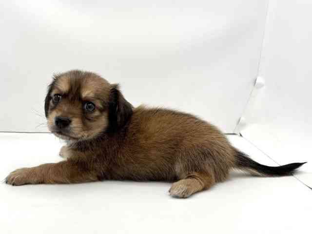 兵庫県のチワックス(チワワ×ダックス) (ひごペットフレンドリークラウンパーク伊丹店/2025年9月6日生まれ/男の子/レッド)の子犬の3枚目の画像