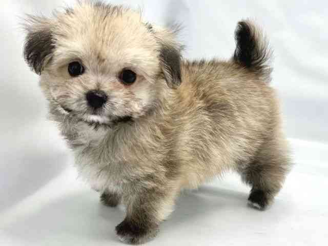 大阪府のチワマル/マルチワ(チワワ×マルチーズ) (ひごペットフレンドリーイトーヨーカドー津久野店/2025年9月6日生まれ/男の子/フォーン)の子犬の3枚目の画像