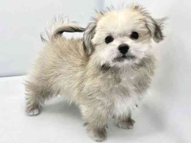 大阪府のチワマル/マルチワ(チワワ×マルチーズ) (ひごペットフレンドリーイトーヨーカドー津久野店/2025年9月6日生まれ/男の子/フォーン)の子犬の3枚目の画像