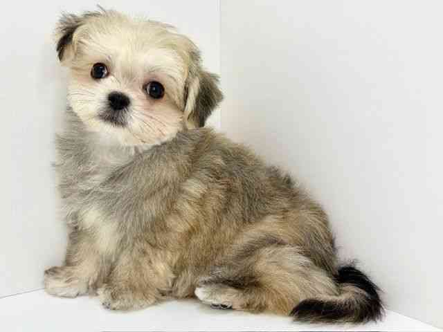 大阪府のチワマル/マルチワ(チワワ×マルチーズ) (ひごペットフレンドリーいこらもーる泉佐野店/2025年9月6日生まれ/男の子/フォーン)の子犬の3枚目の画像