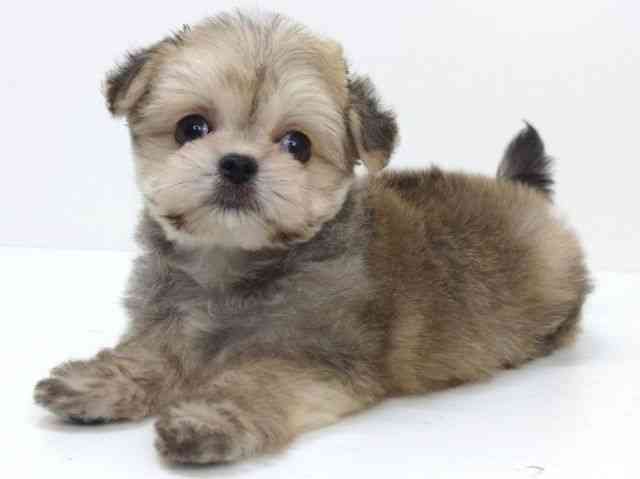 大阪府のチワマル/マルチワ(チワワ×マルチーズ) (ひごペットフレンドリーいこらもーる泉佐野店/2025年9月6日生まれ/男の子/フォーン)の子犬の3枚目の画像